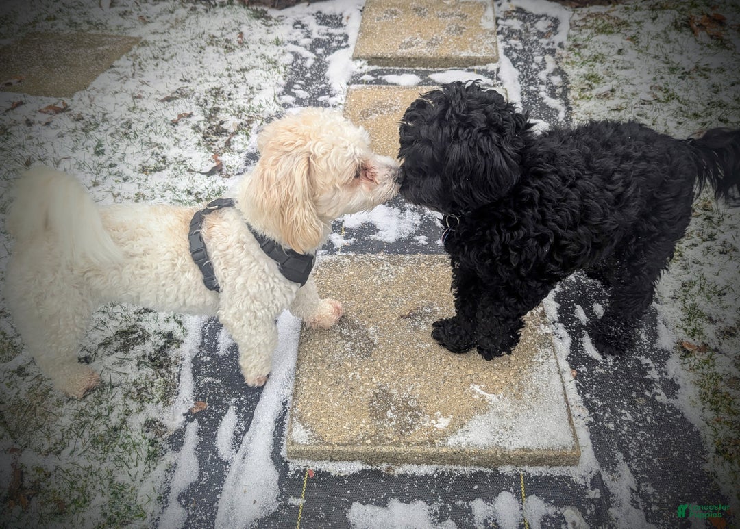 Mixed Breed dogs for sale: Luna  - Ad 19