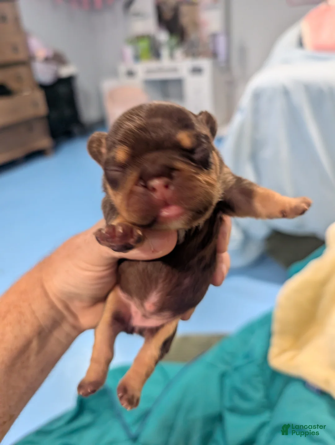 French Bulldog dogs for sale: French Bulldog 1 - Ad 1