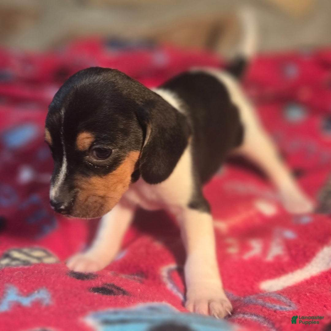 Beagle dogs for sale: Pepper Queen Elizabeth Pocket Beagle - Ad 8