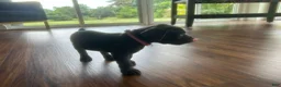 Cane Corso dogs for sale: Cane Corso Puppy 6 - Ad 5