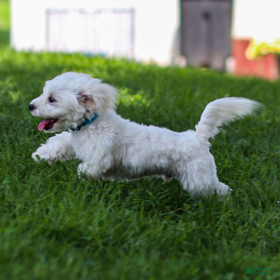 Maltese dogs for sale: Sterling - Ad 6
