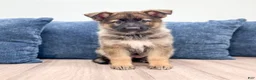 German Shepherd dogs for sale: Mandy - Ad 1