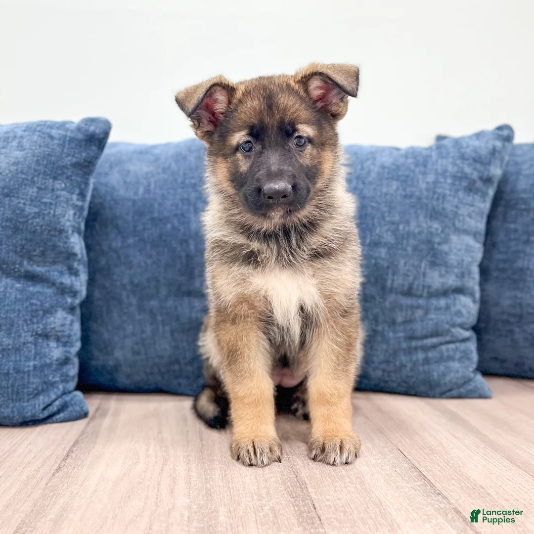 German Shepherd dogs for sale: Mandy - Ad 1