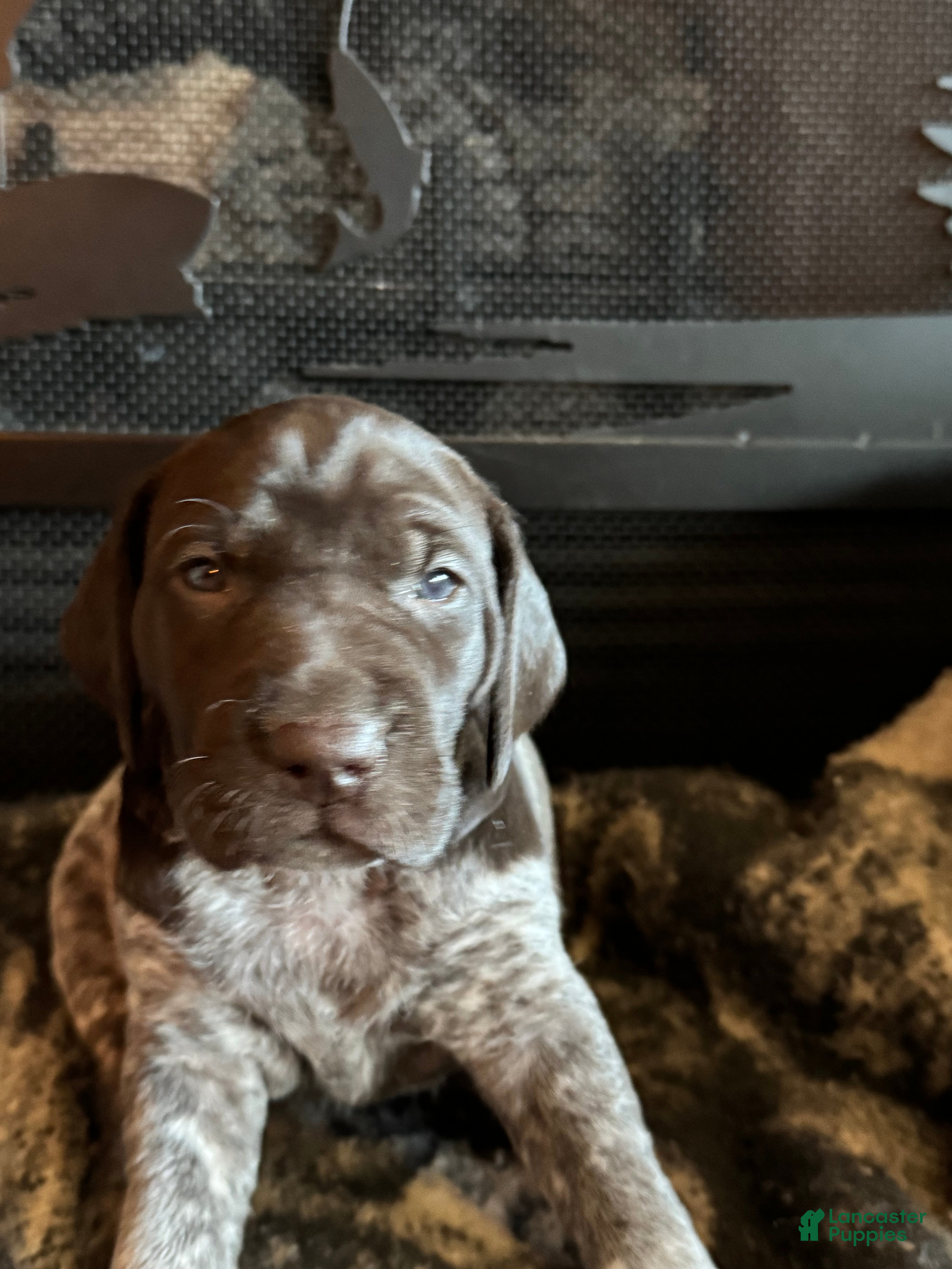 German Shorthaired Pointer dogs German Shorthaired Pointer Puppy 3 - Ad 18
