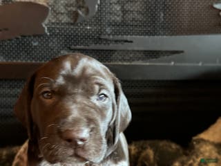 German Shorthaired Pointer dogs German Shorthaired Pointer Puppy 3 - Ad 18