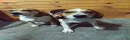 Beagle dogs for sale: Red - Ad 5