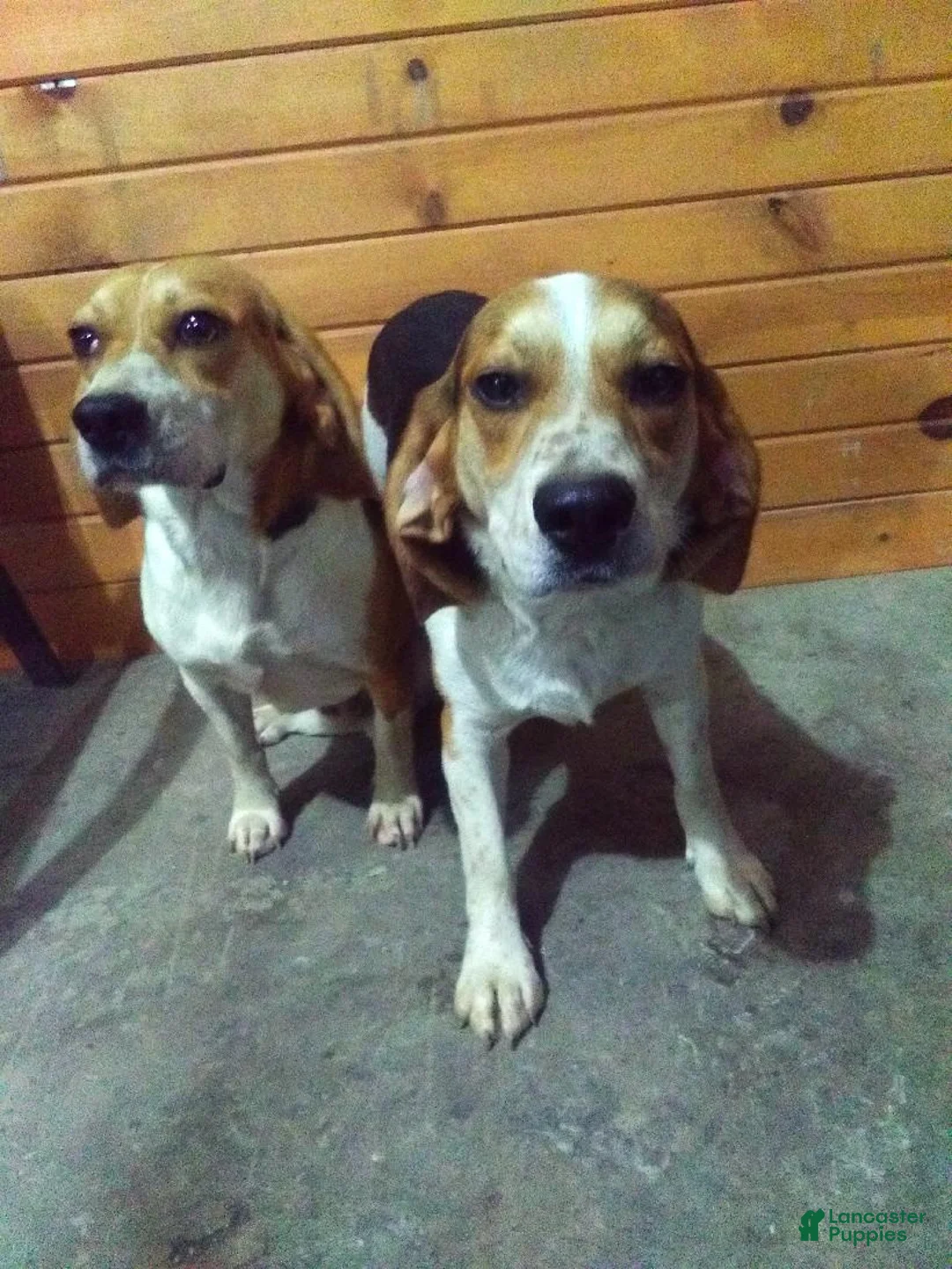 Beagle dogs for sale: Red - Ad 5