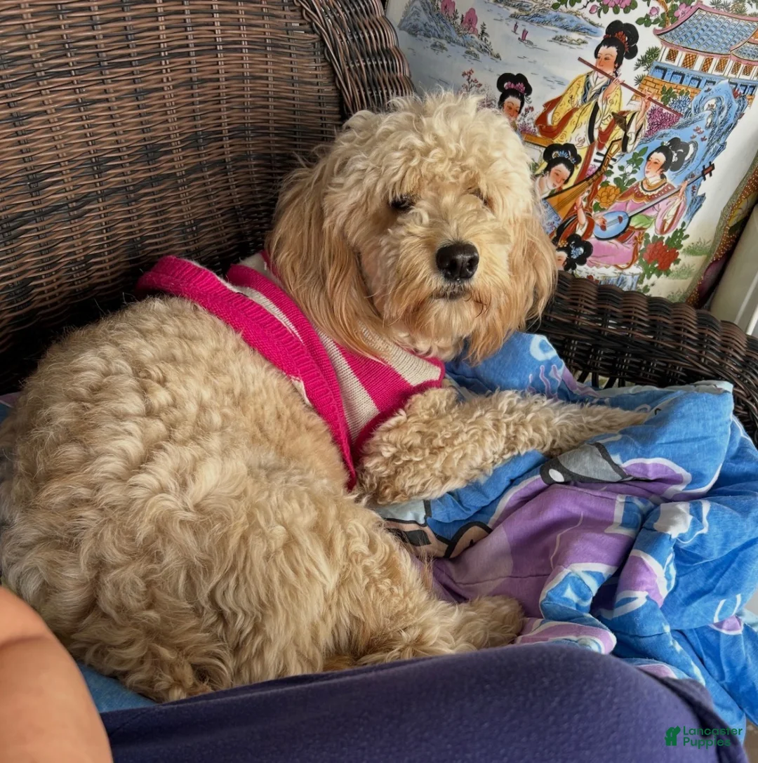 Mixed Breed dogs for sale: Mixed Breed Puppy 1 - Ad 2