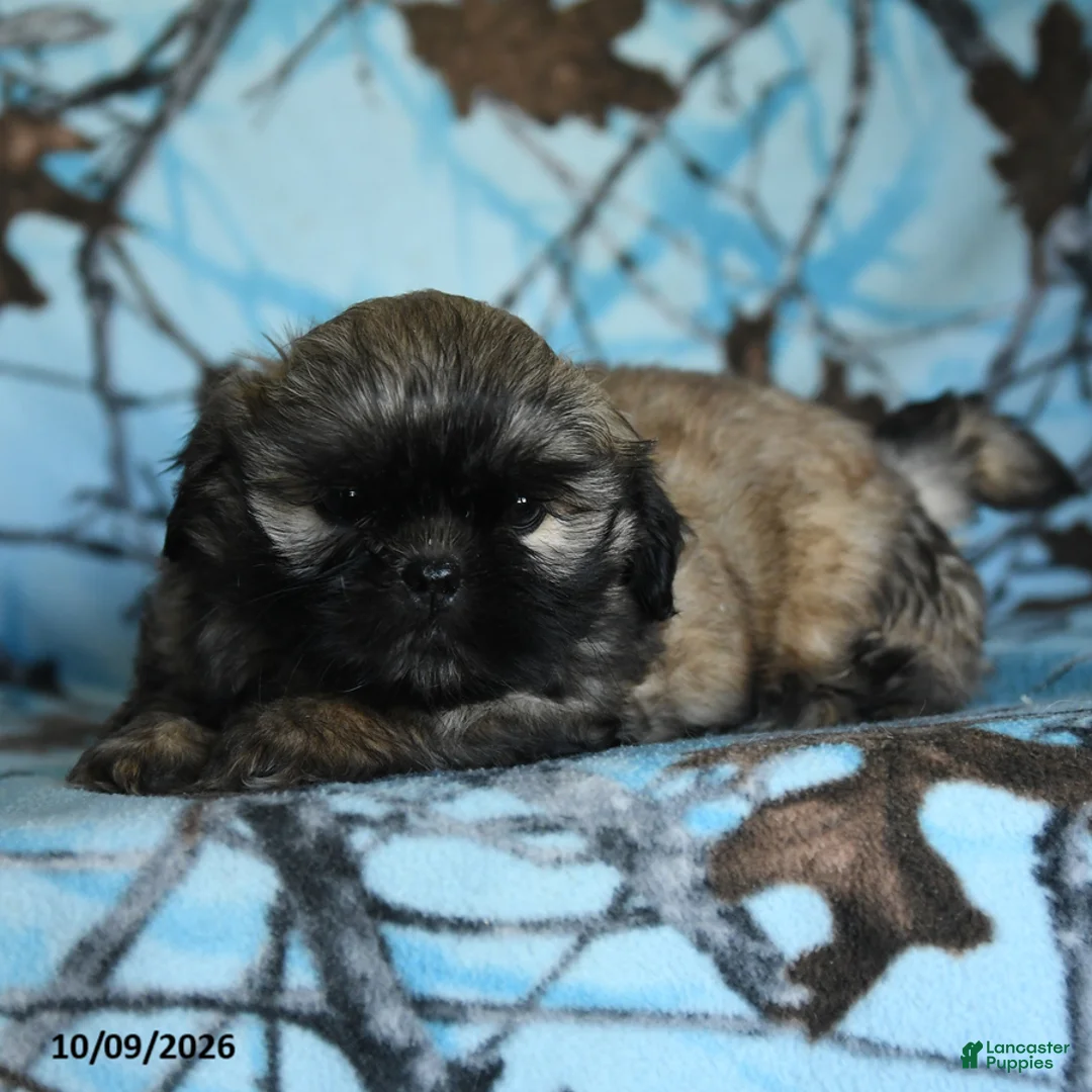 Shih Tzu dogs for sale: Titan - Ad 5