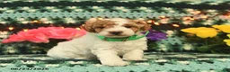 Mini Goldendoodle dogs for sale: Jolly Girl  - Ad 2