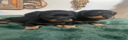 Dachshund dogs for sale: Dachshund 2 - Ad 14