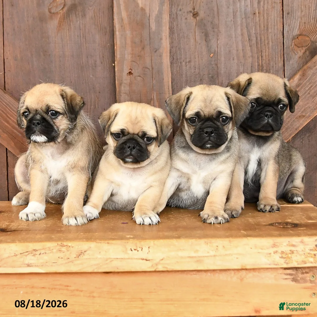 Mixed Breed dogs for sale: Luke - Ad 3