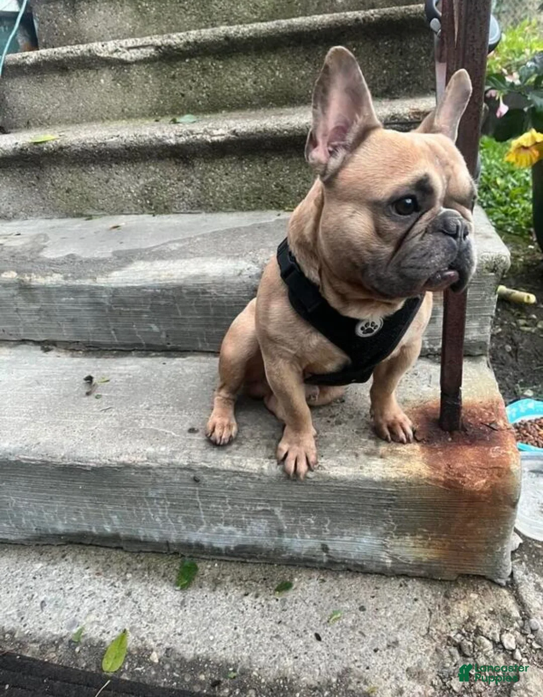 French Bulldog dogs for sale: French Bulldog 1 - Ad 1