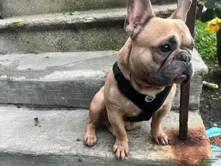 French Bulldog dogs French Bulldog 1 - Ad 14