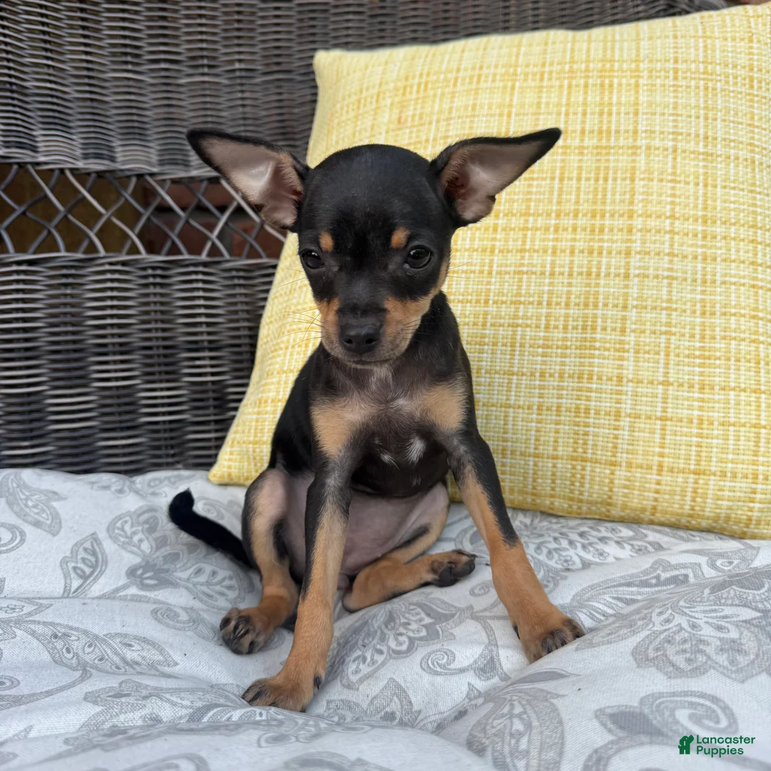 Chihuahua dogs for sale: Brenda - Ad 2