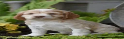 Cocker Spaniel dogs for sale: Georgie - Ad 2