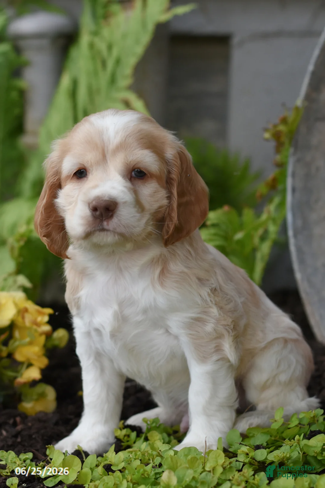 Cocker Spaniel dogs for sale: Georgie - Ad 2