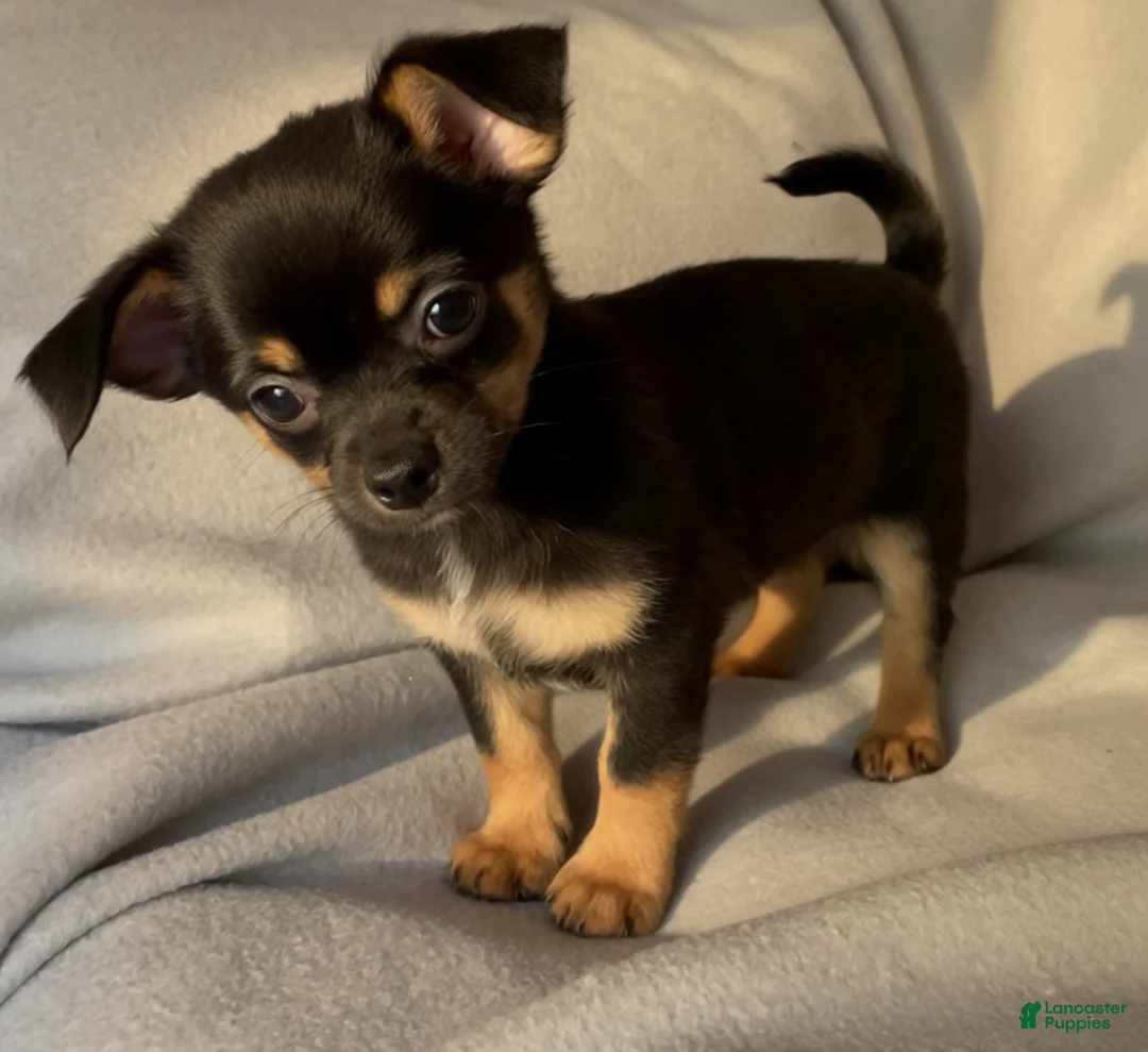 Chihuahua dogs for sale: Lil Rocky - Ad 2