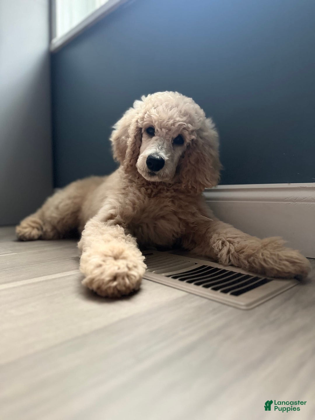 Gallery Image {{count}}