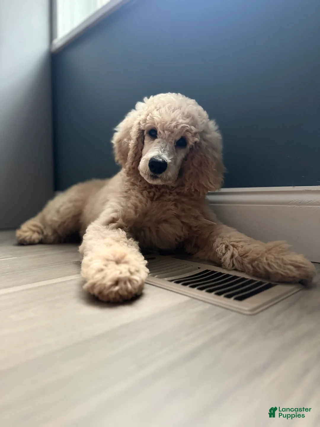 Gallery Image {{count}}