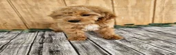 Mini Goldendoodle dogs for sale: Alice - Ad 9