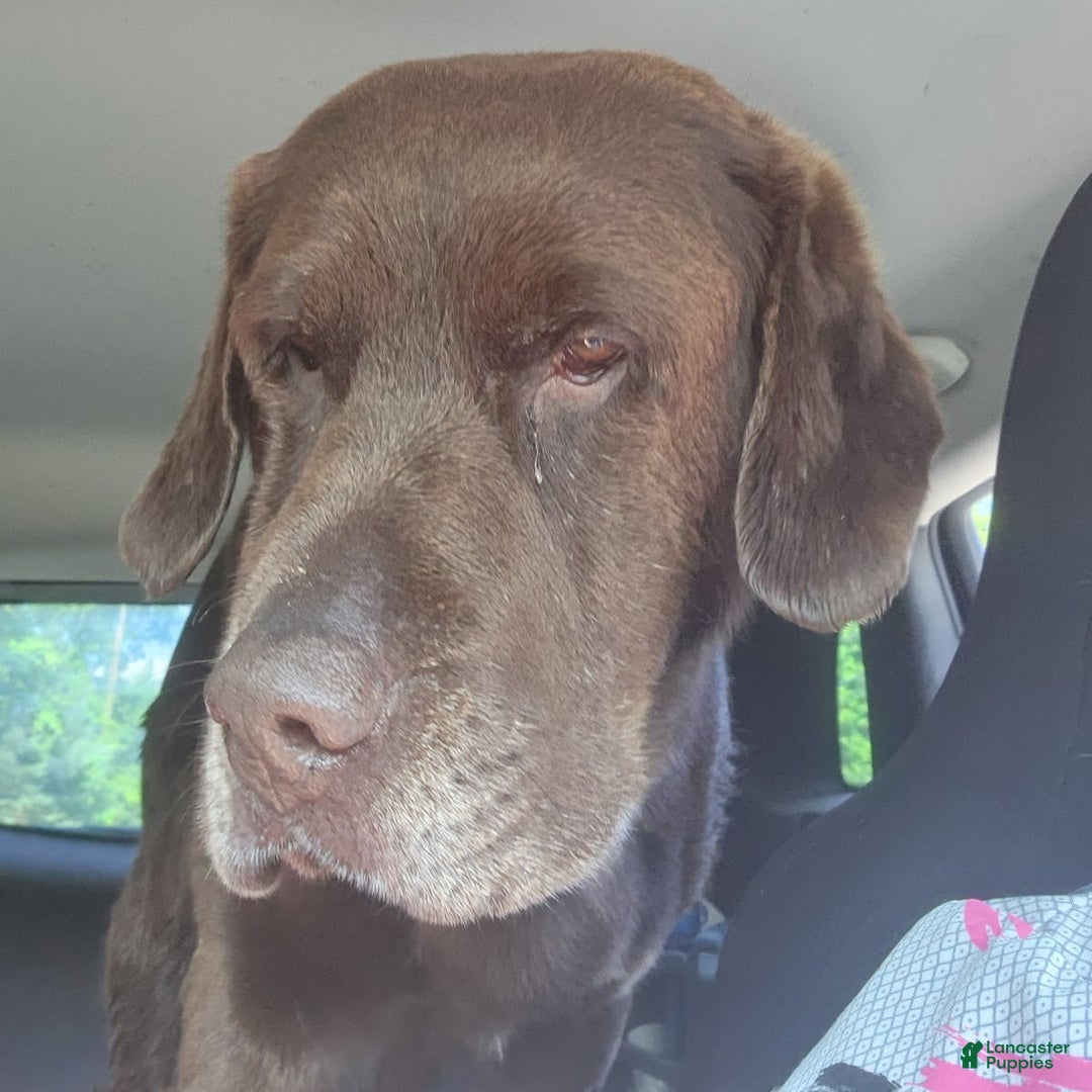 Labrador Retriever dogs for sale: John  - Ad 4