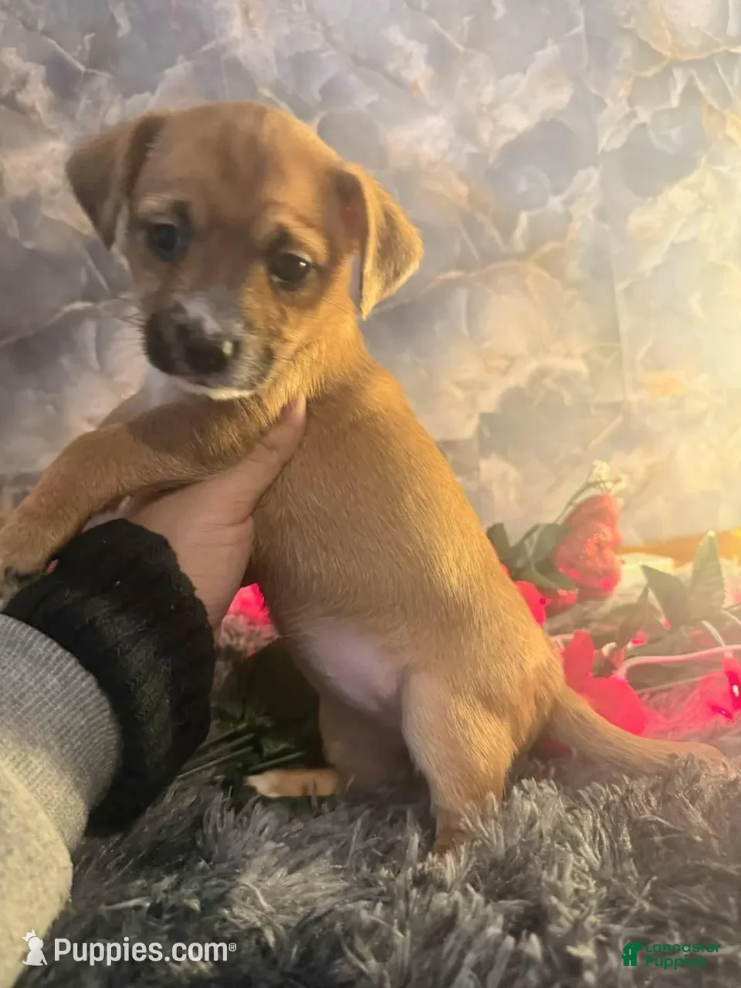Chorkie dogs for sale: Dumpling Girl - Ad 1