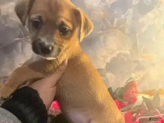 Chorkie dogs Dumpling Girl - Ad 15