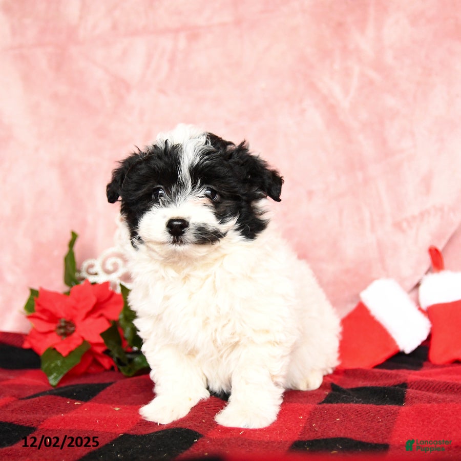 Mixed Breed dogs Nutella - Ad 27