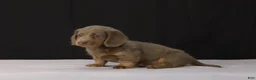 Dachshund dogs for sale: Max - Ad 7