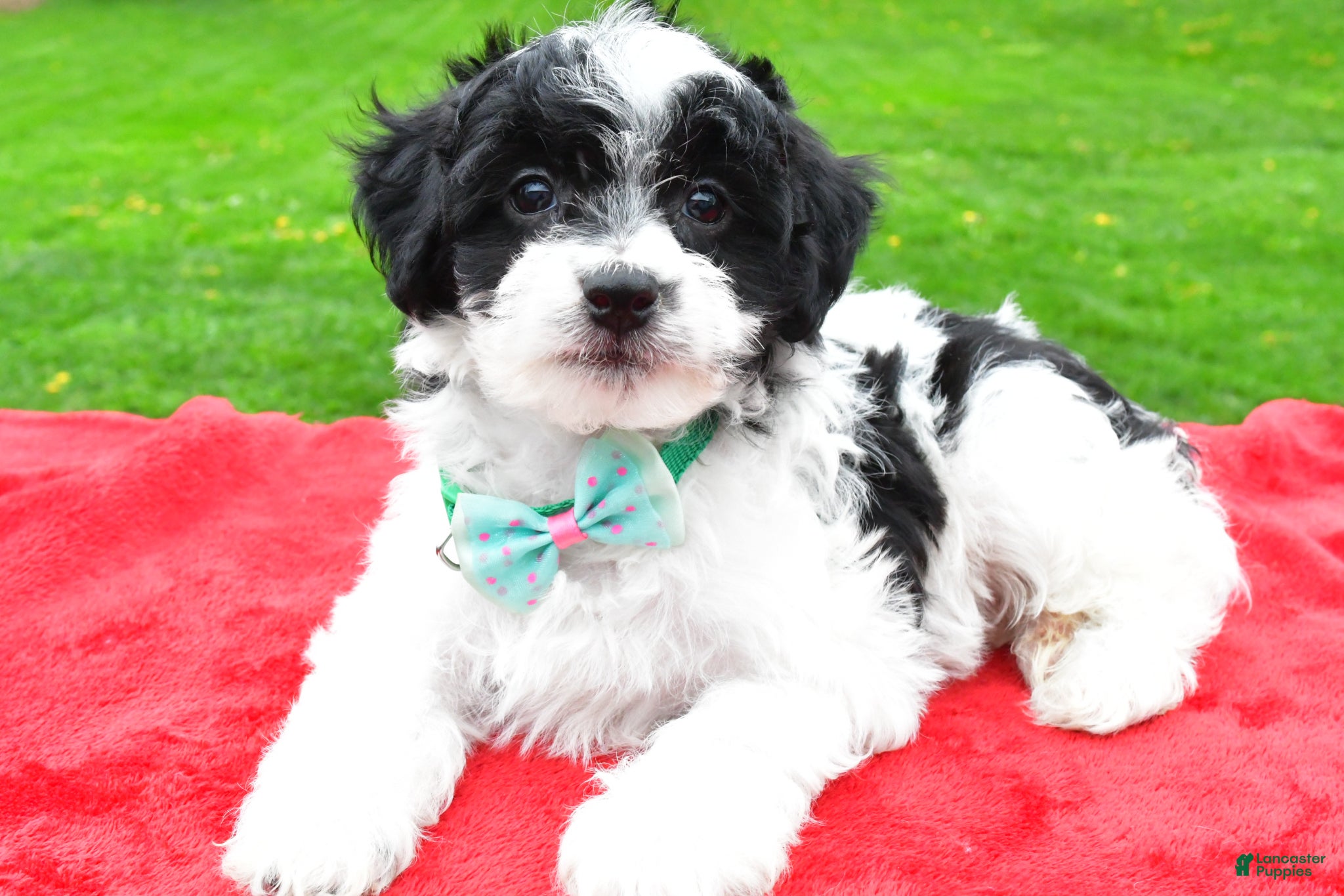Mini Aussiedoodle dogs Markie - Ad 2