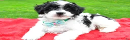 Mini Aussiedoodle dogs for sale: Markie - Ad 2