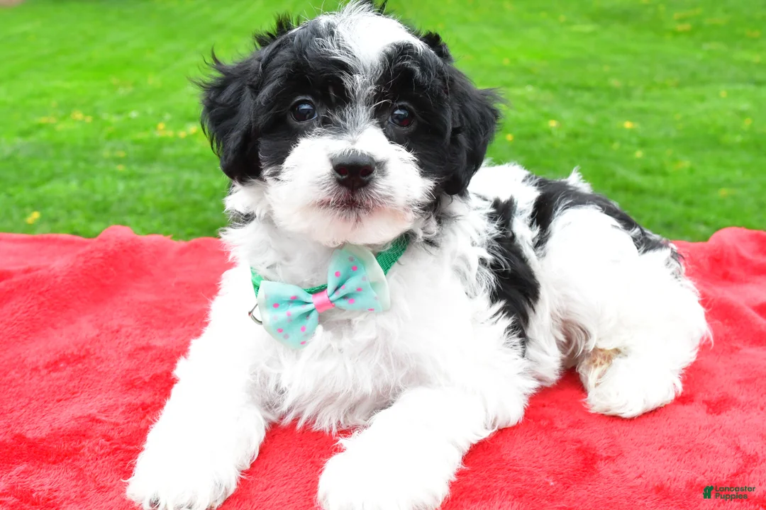 Mini Aussiedoodle dogs for sale: Markie - Ad 2