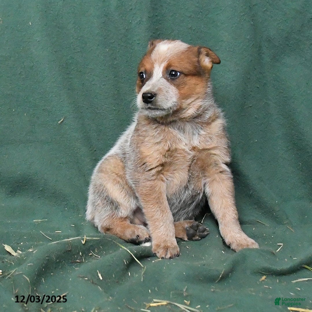 Australian Cattle Dog dogs for sale: Outlaw - Ad 4