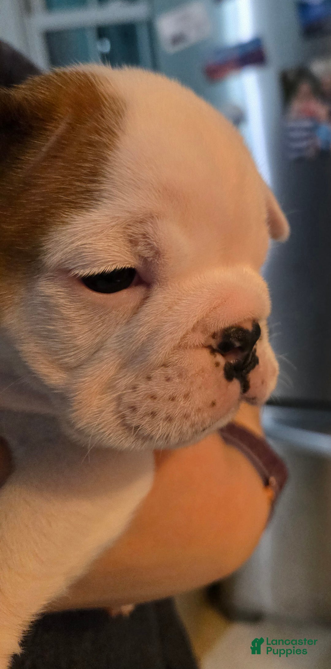 English Bulldog dogs for sale: Linus - Ad 3