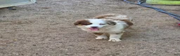Toy Australian Shepherd dogs for sale: Rubi - Ad 2
