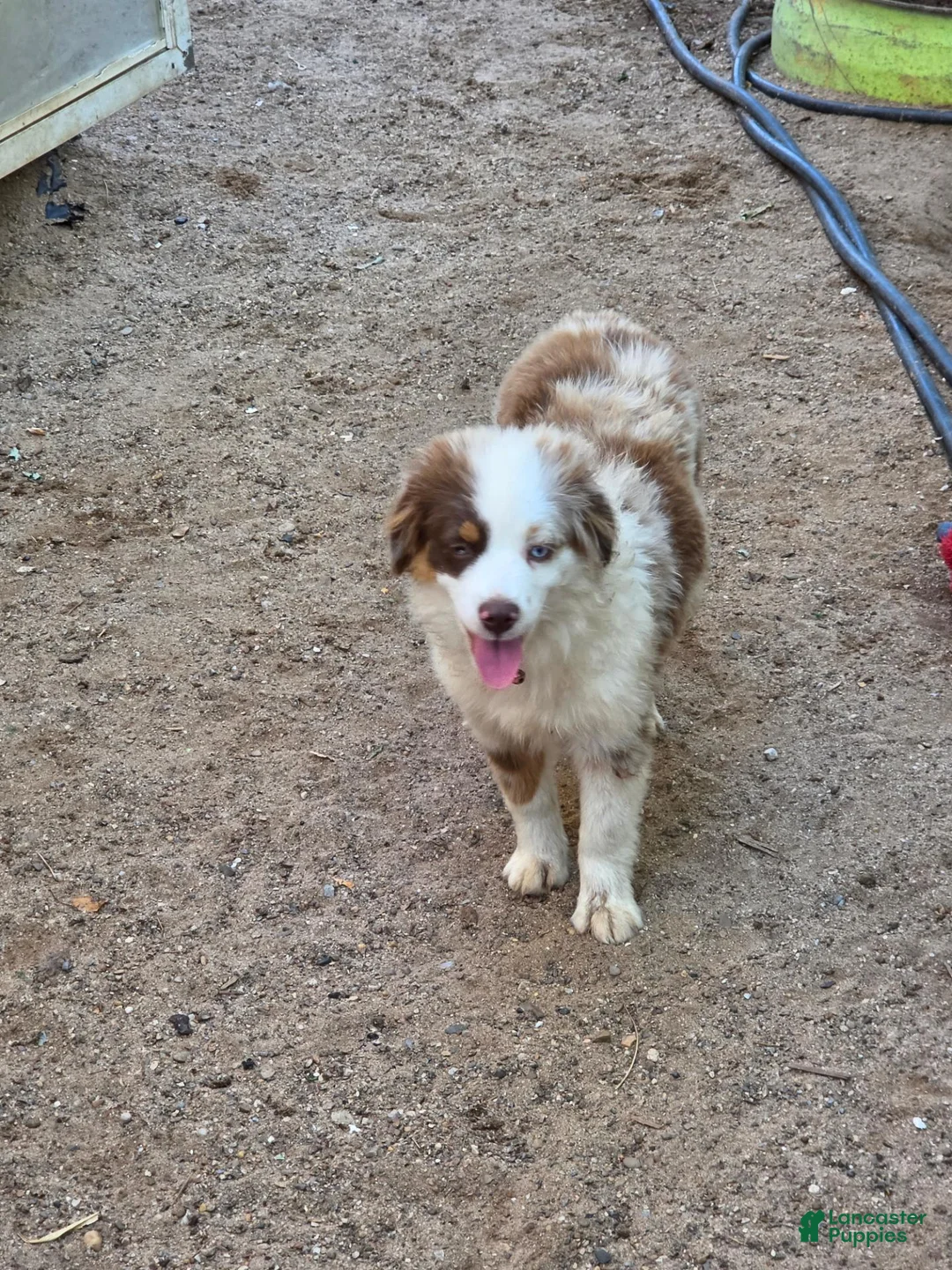 Toy Australian Shepherd dogs for sale: Rubi - Ad 2