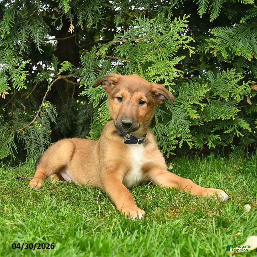 Mixed Breed dogs Eagle  - Ad 2