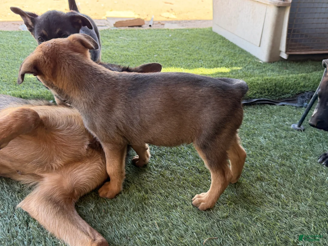 German Shepherd dogs for sale: German Shepherd Puppy 4 - Ad 2