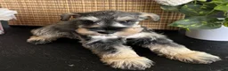 Miniature Schnauzer dogs for sale: Molly - Ad 16