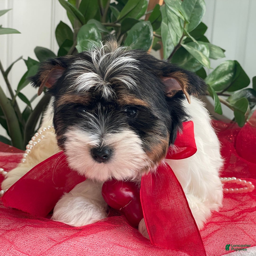 Biewer Terrier dogs for sale: Kricket - Ad 9