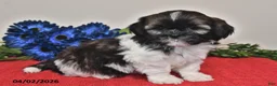 Shih Tzu dogs for sale: Ace - Ad 3