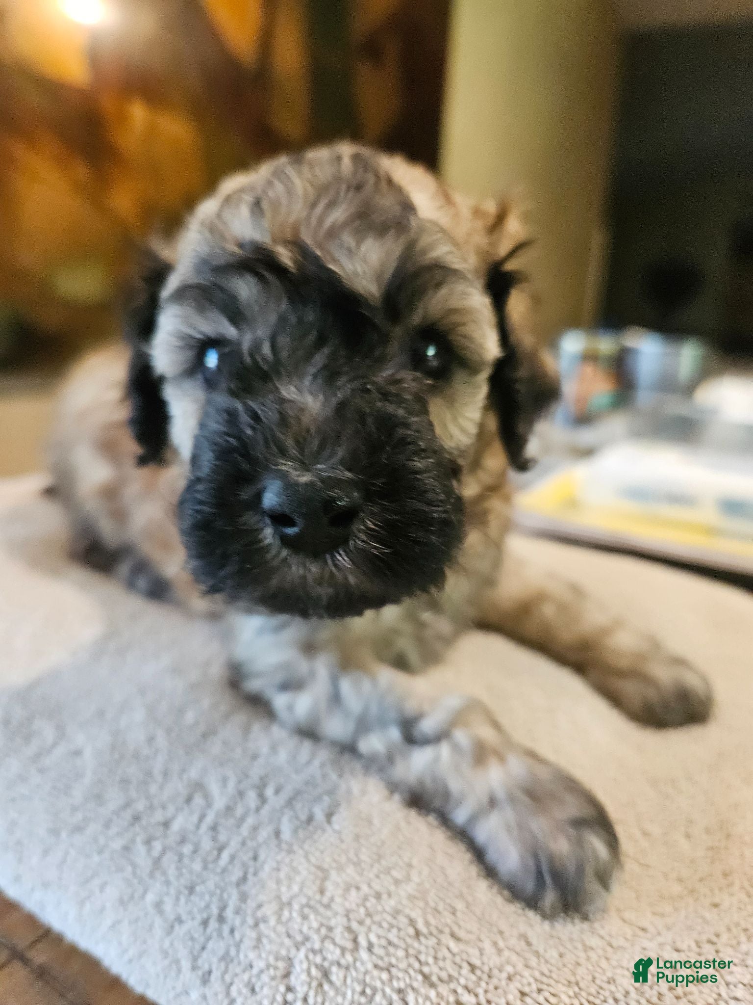 Mini Goldendoodle dogs Brindle - Ad 2