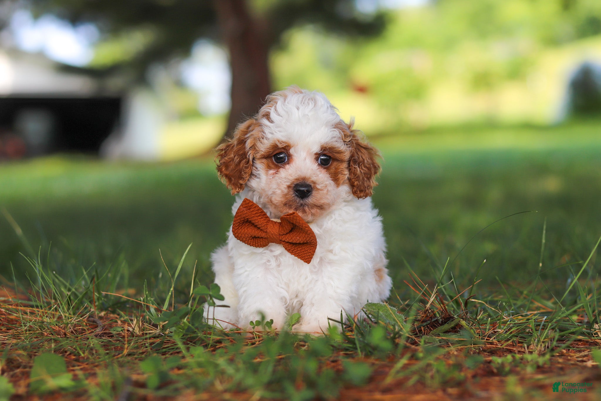 Miniature Poodle dogs Milo - Ad 1