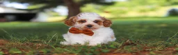 Miniature Poodle dogs for sale: Milo - Ad 1