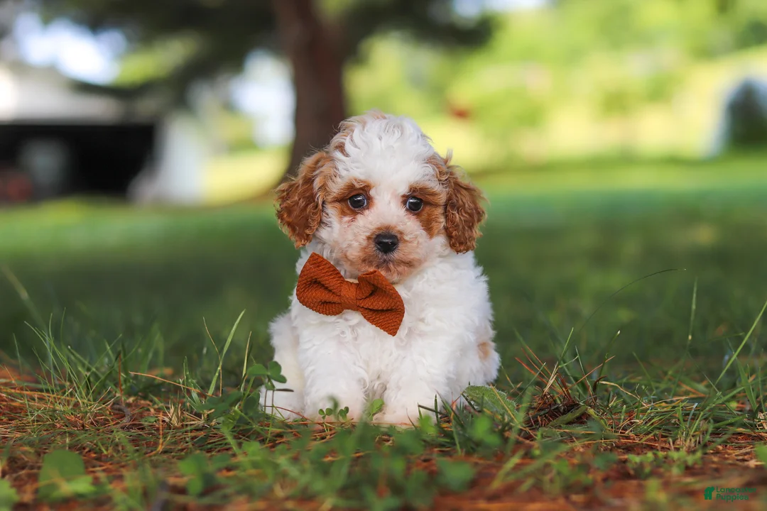 Miniature Poodle dogs for sale: Milo - Ad 1