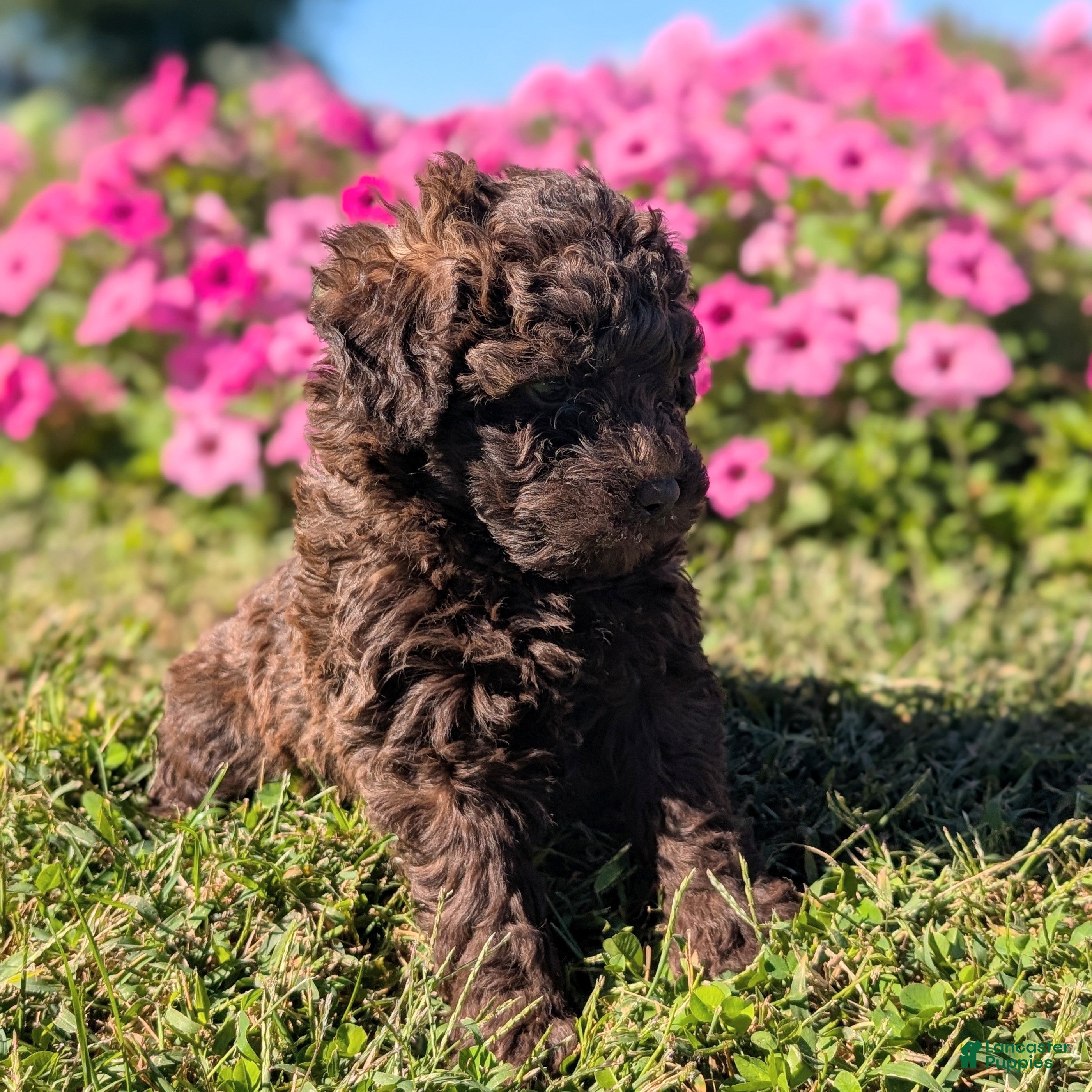 Toy Poodle dogs Twix - Ad 2