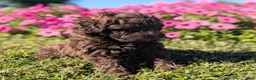 Toy Poodle dogs for sale: Twix - Ad 2