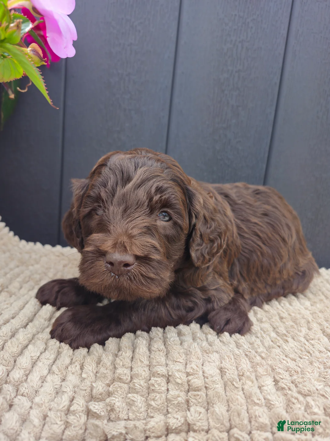 Labradoodle dogs for sale: Copper - Ad 10