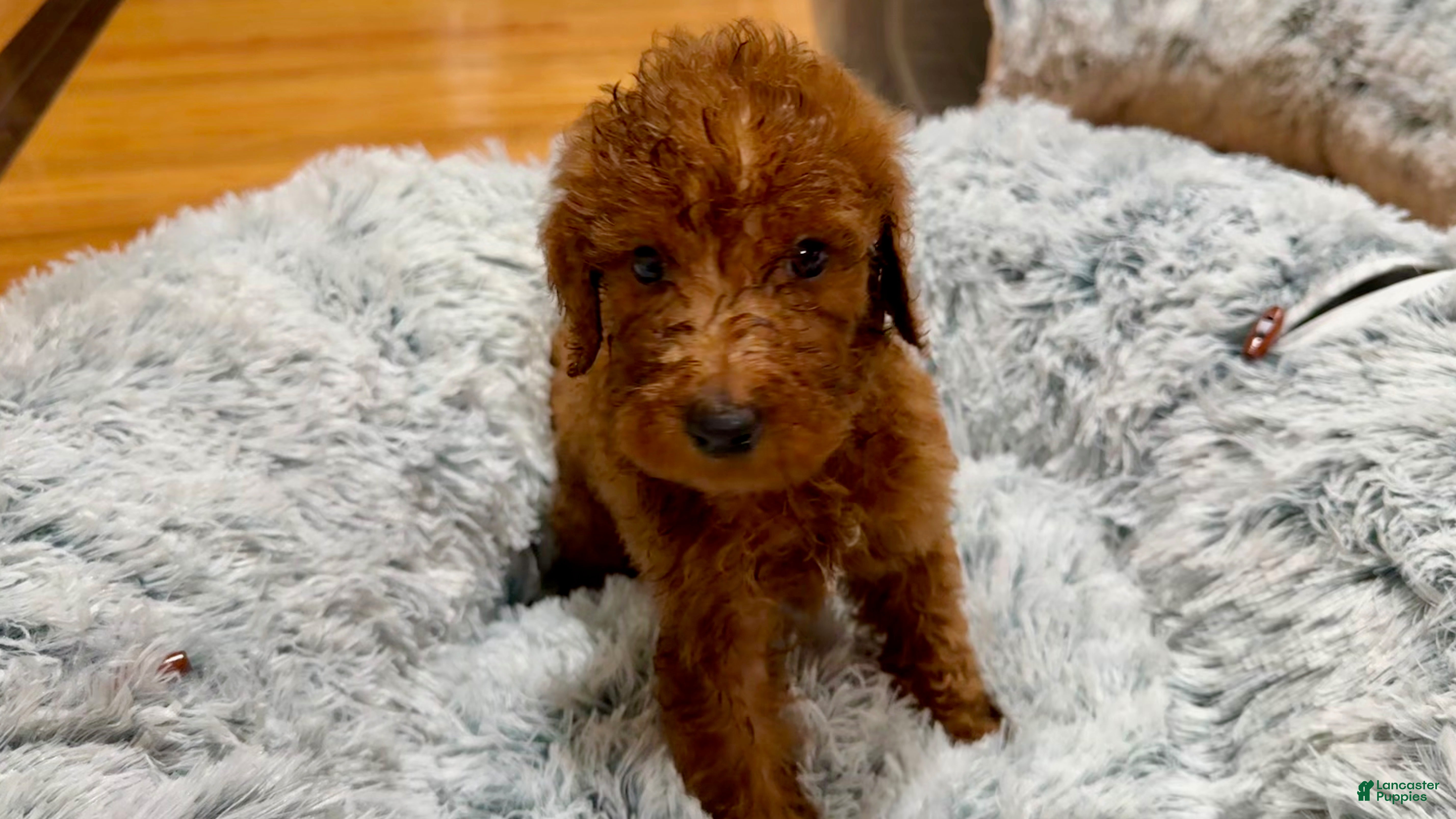 Goldendoodle dogs 💚 Mr. Green - Ad 1